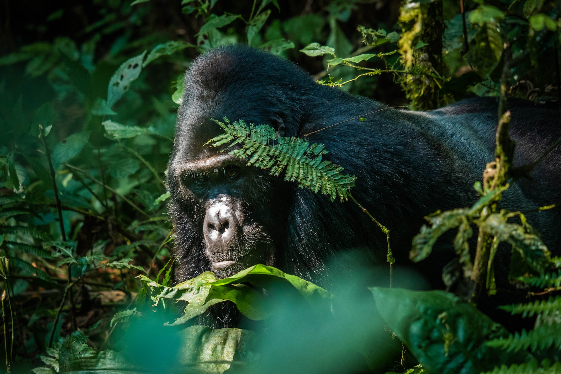 7 – Day Gorilla, Chimpanzee and wildlife Tour