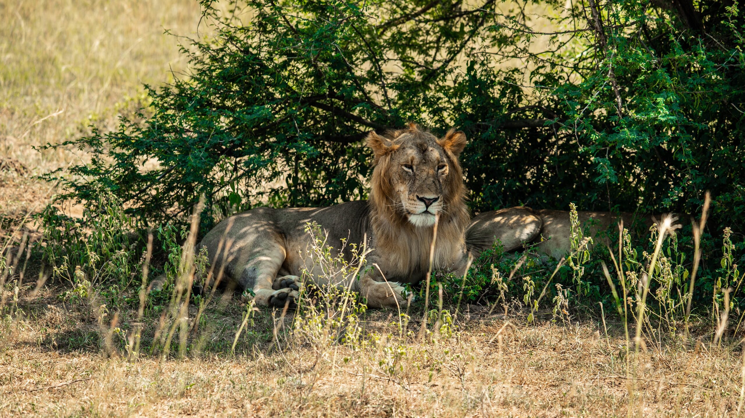 3 Days Queen Elizabeth National Park