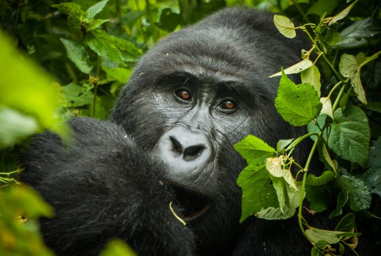 6 – Day Amazing Wildlife and Gorilla Tracking