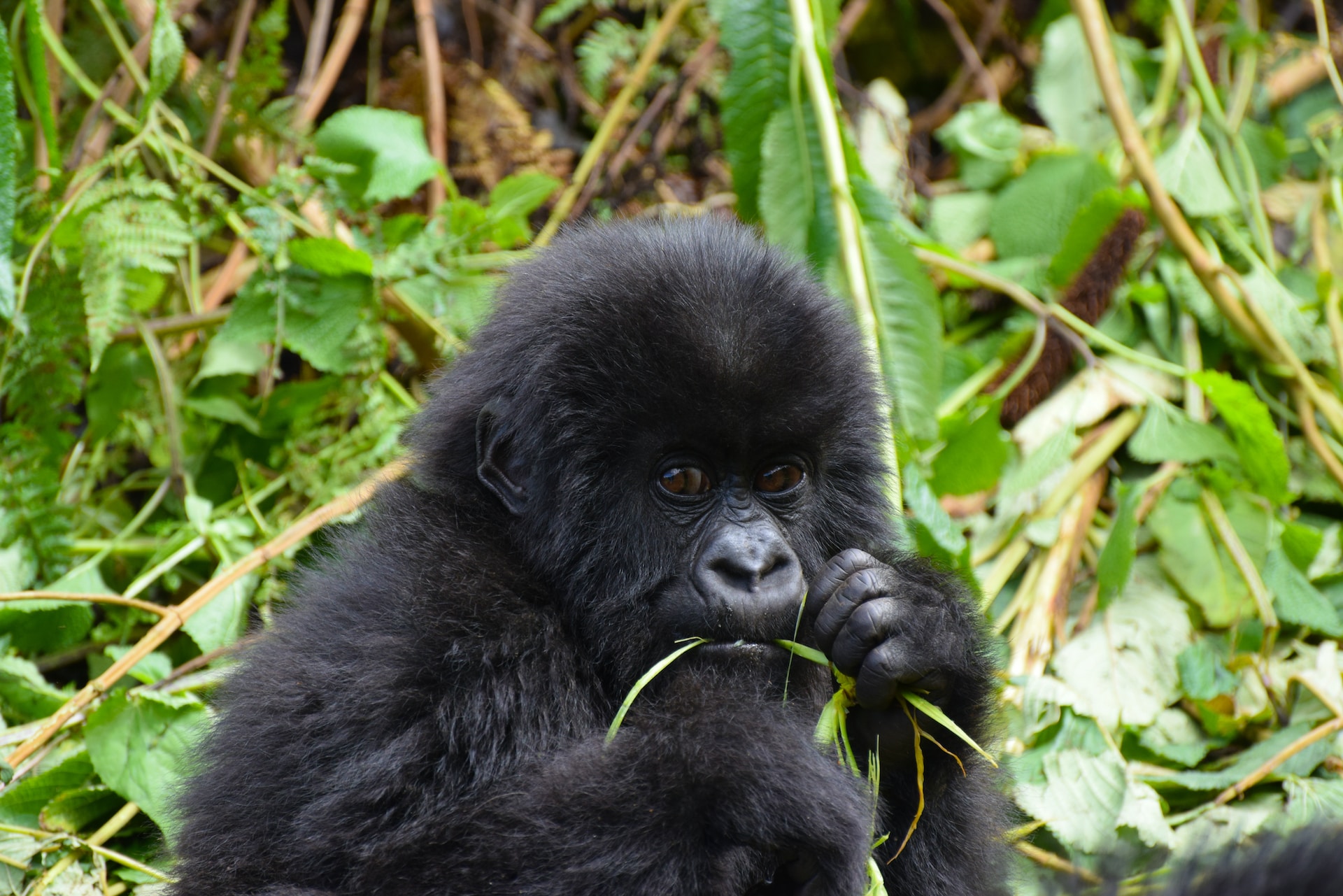 15 – Day Spectacular Uganda Primates and Wildlife Safari